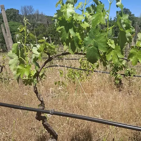 Stazzu La Vigna Di Maria فندق مبيت وإفطار 3*
